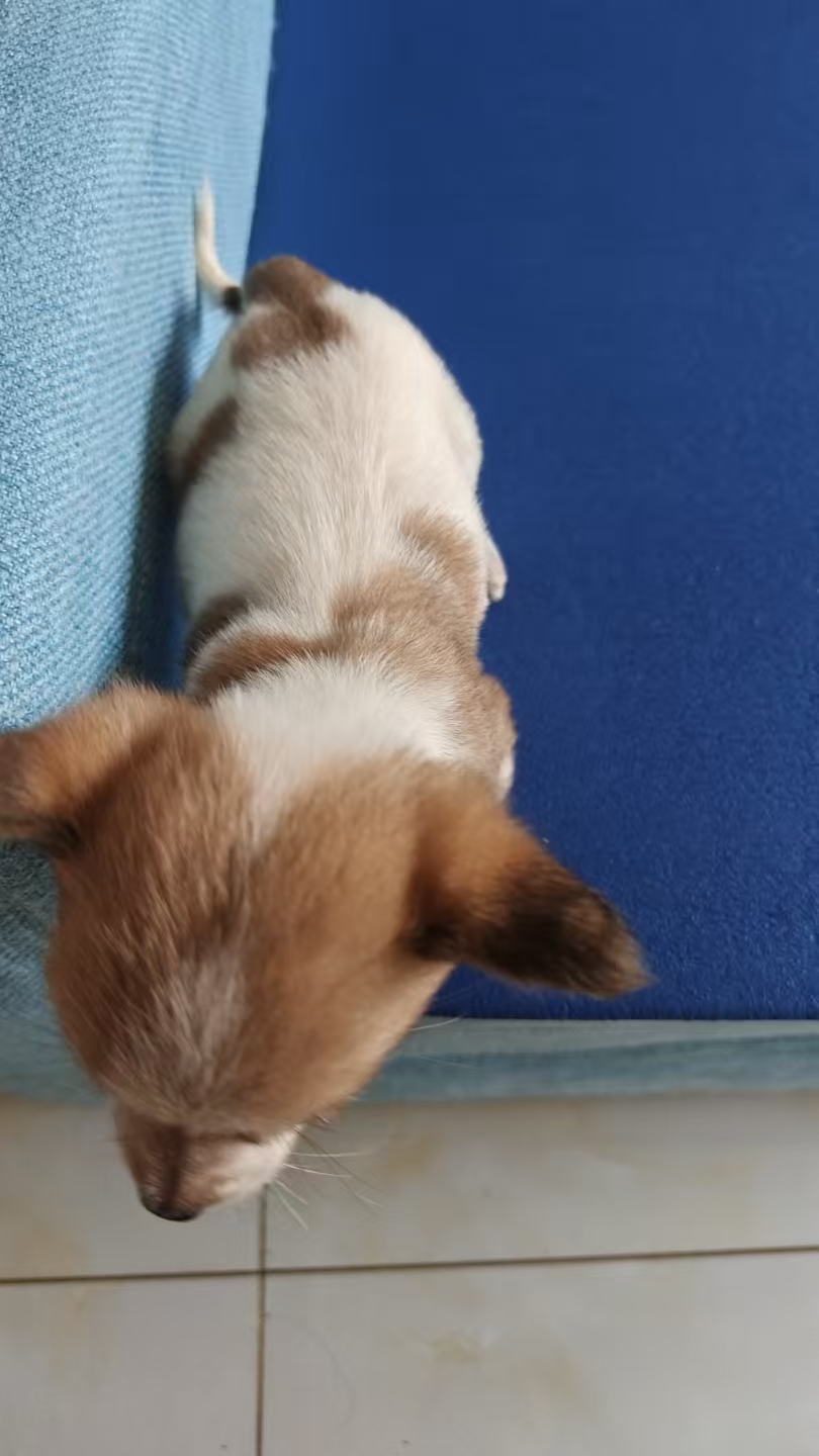 小狗